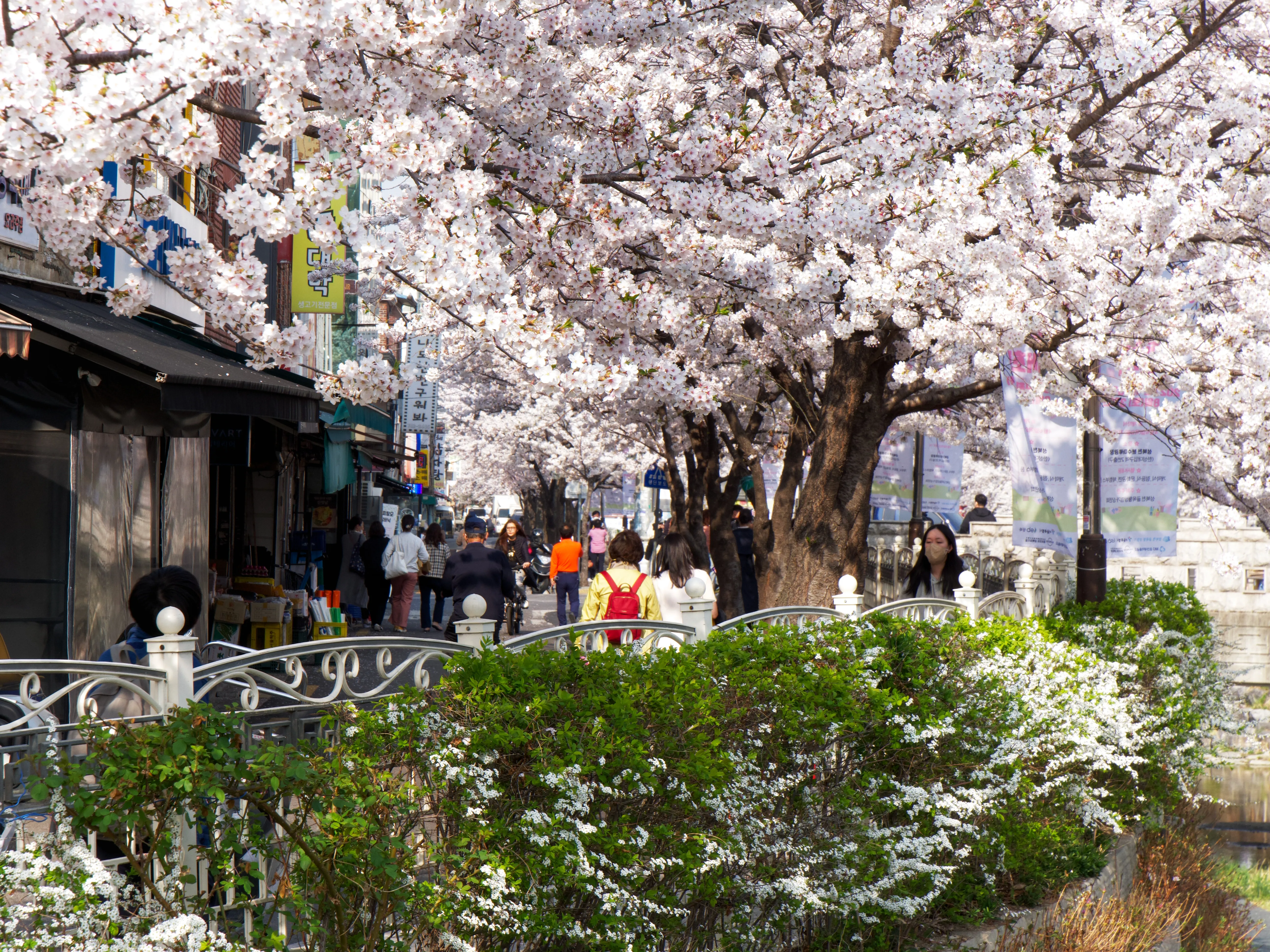 Cherry Blossoms Gallery - Picture 4